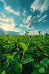 Obraz premium A serene scene of lush greenery beneath a overcast sky, perfect for nature-inspired designs or backgrounds