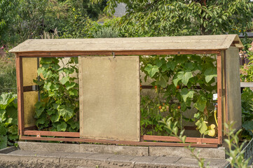self-built shelter for tomatoe plants