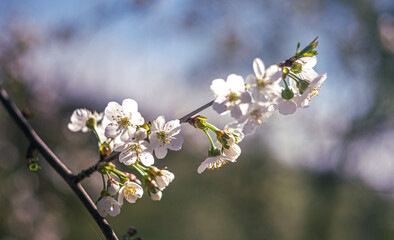 Garden flower