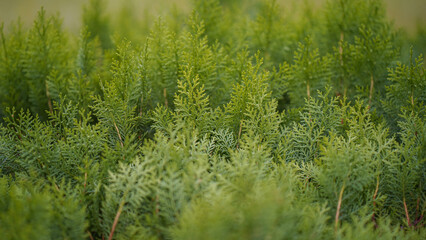 Green Fern Foliage in Focused Nature Video, Close-Up of Lush Greenery in a Tranquil Garden Setting Stock Video.