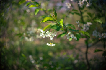 Garden flower