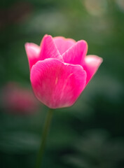 Obraz premium Tulip
