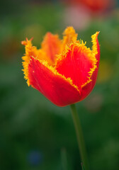 Obraz premium Tulip