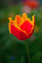 Tulip