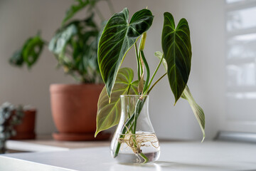 Propagating Philodendron melanochrysum plant from leaf cutting in water, closeup of houseplant...