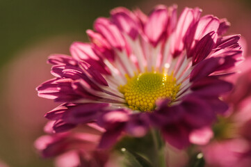 Chrysanthemums in Bloom. Chrysanthemum 'Fantasy'