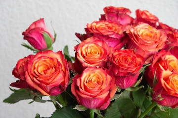 グラデーションカラーのバラ