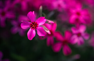 Garden flower