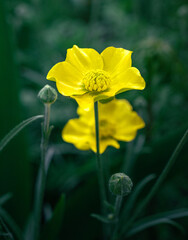 Obraz premium Garden flower