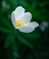 Garden flower