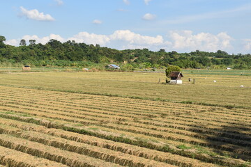 The local corn and rice fields in rural Northern Thailand