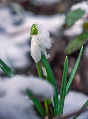 Snowdrop