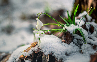 Snowdrop