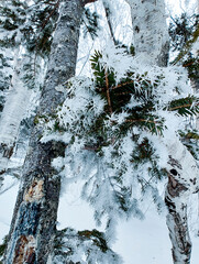 Pine needles and branches covered with delicate snow frost on blurred background,close-up.Winter background