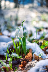 Snowdrop