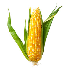 Fresh raw corn on vibrant transparent background