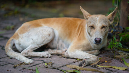 Fototapeta premium Peaceful Dog Resting on a Garden Pathway, Sleeping Dog on a Quiet Cobblestone Path Stock Image