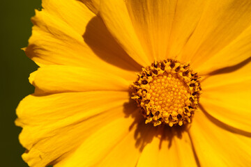 The early summer sunshine illuminates the Coreopsis flower within Kohler-Andrae State Park, Belgium, Wisconsin