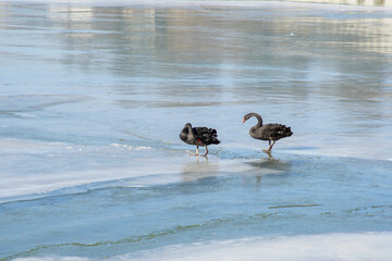 Black Swans on Ice in Summer Palace, Beijing