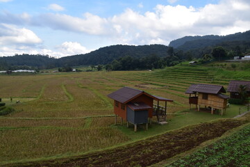 The local corn and rice fields in rural Northern Thailand