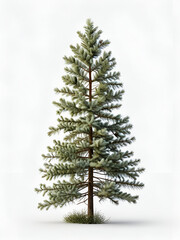 Fir tree on white background