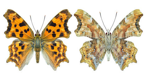 nymphalidae polygonia hindwing and forewing view, beautiful camouflage butterfly isolated on white...