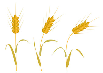 Clip art of three golden wheat swaying in the wind