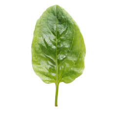 Obraz premium Vibrant green leaf isolated on a white background, ideal for nature and health themed projects. PNG transparent background.