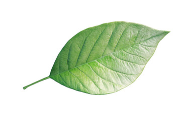 Obraz premium Close-up of a single green leaf with visible veins, isolated on a transparent background. Perfect for nature, organic, and botanical themes.