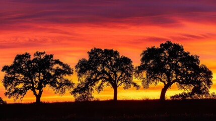 Silhouettes of Trees at Sunset