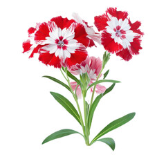 Fototapeta premium Vibrant red and white flower showcasing delicate petals and fresh green leaves, perfect for floral designs and botanical themes. PNG transparent background.