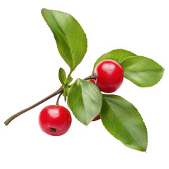 Vibrant red berries with green leaves, perfect for showcasing nature's beauty in photography and design projects. PNG transparent background.
