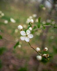 Wild flowers