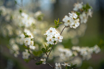 Wild flowers