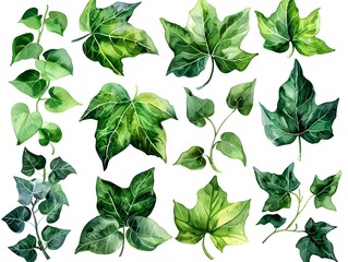 Exquisite Watercolor Ivy Leaves Set on Pristine White Background with Ample Copy Space