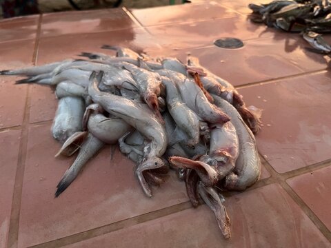 Raw Bombay duck fish caugh in Udaipur sea beach digha