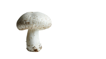 White champignon mushroom on transparent background 