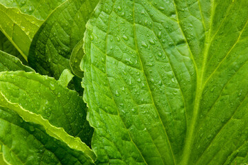 Obraz premium Wet Skunk Cabbage leaves, following the overnight rain, growing thick along the spring within the Pike Lake Unit, Kettle Moraine State Forest, Hartford, Wisconsin in late May