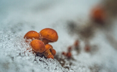 Frosen nature