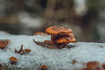 Frosen nature