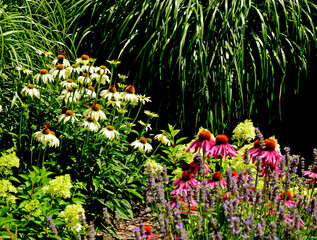 Jeżówki purpurowe w ogrodzie, białe i rózowe kwiaty jeżówek, Echinacea purpurea , jeżówka purpurowa, kolorowe kwiaty, Purple coneflowers in the garden, white and pink coneflower flowers, flower plant  © kateej