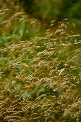 kwitnące, dzikie trawy w słońcu, dzika trawa na łące w promieniach słońca, Blooming wild high grass in nature at sunset, Close up of wild grass in the meadow at sunset background © kateej
