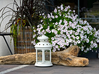 dekoracja ogrodowa z kłoda drewna, bialą latarenką i białymi petuniami, ozdobna kompozycja z petuniami i latarenkją ogrodową, Petunia × atkinsiana, composition with petunias and garden lantern