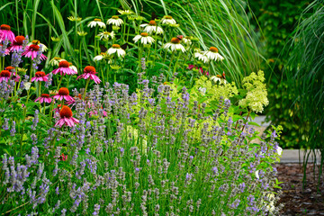 Jeżówki purpurowe i lawenda w ogrodzie, białe i rózowe kwiaty jeżówek, Echinacea purpurea , jeżówka purpurowa, kolorowe kwiaty, Purple coneflowers in the garden, white and pink coneflower flowers,  © kateej