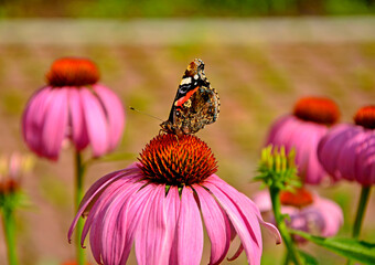 motyl na dużym kwiecie jeżówki purpurowej, trzmiel na jeżówce, Echinacea purpurea, a butterfly...