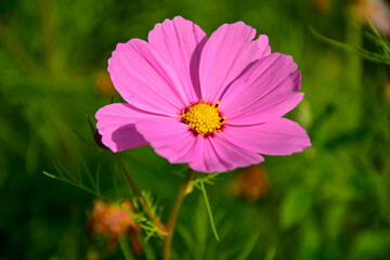 różowy kosmos, różowy kwiat, kosmos podwójnie pierzasty, onętek, Cosmos bipinnatus, garden cosmos, pink cosmos flower © kateej