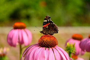 motyl na dużym kwiecie jeżówki purpurowej, trzmiel na jeżówce, Echinacea purpurea, a butterfly on purple coneflower purple coneflower, Rusałka admirał (Vanessa atalanta)