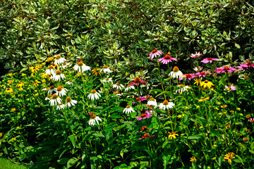 Jeżówki purpurowe w ogrodzie, białe i rózowe kwiaty jeżówek, Echinacea purpurea , jeżówka purpurowa, kolorowe kwiaty, Purple coneflowers in the garden, white and pink coneflower flowers, flower plant  © kateej