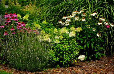 Jeżówki purpurowe, lawenda i  Hortensja bukietowa lw ogrodzie, białe i rózowe kwiaty jeżówek, Echinacea purpurea, Hydrangea paniculata, jeżówka purpurowa, Purple coneflowers in the garden © kateej