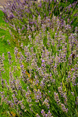 lawenda na rabacie, przekwitająca lawenda, lavender on a flowerbed, fading lavender,fading though mature lavender spikes, Lawenda wąskolistna, lawenda lekarska, Lavandula angustifolia  © kateej